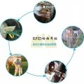 RFID畜牧管理提供了科学的管理模式